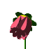 y_flor2.gif